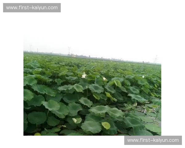 塞纳的低语，军团的呐喊：当历史洪流遇上现代激情